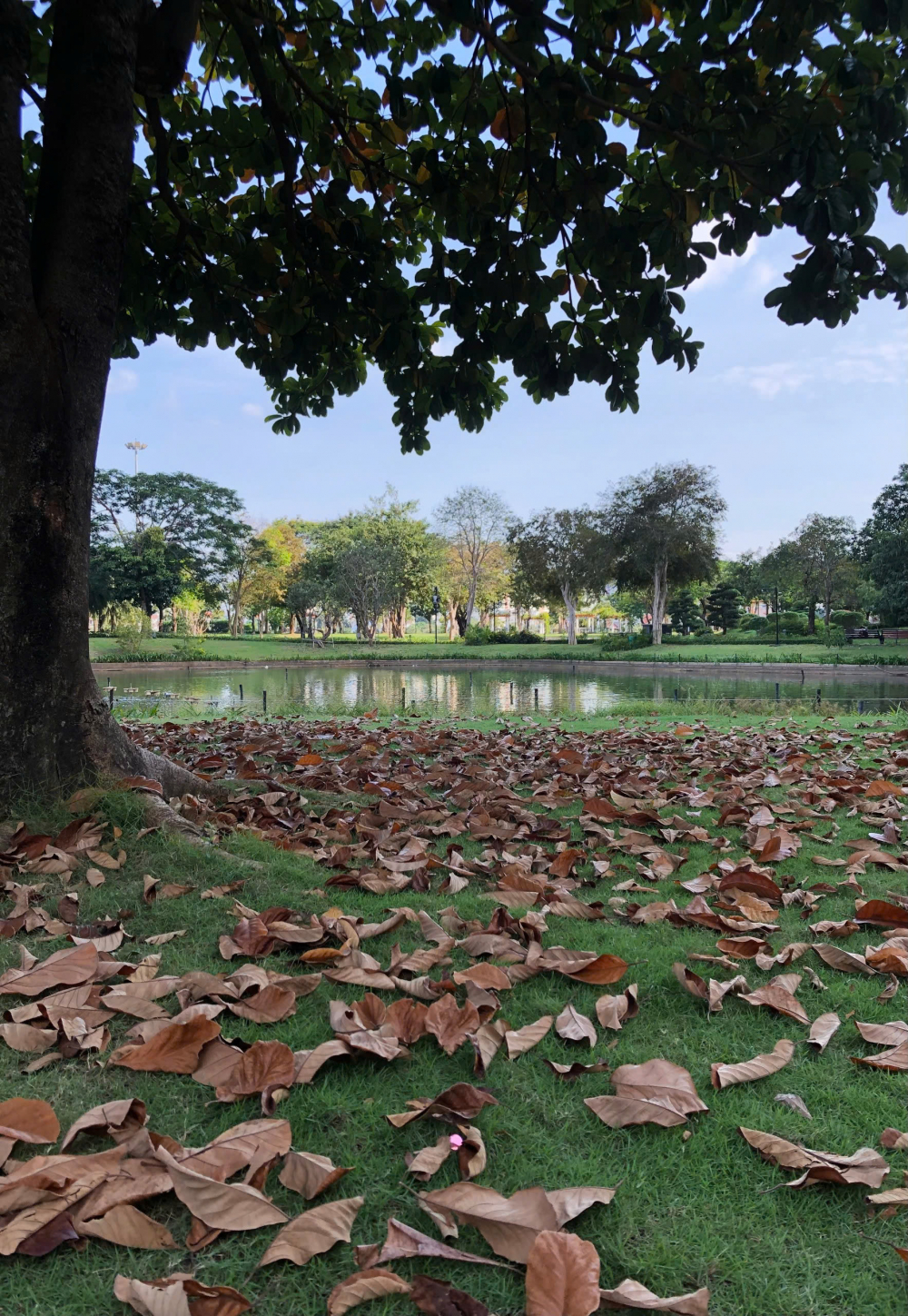 Thu muộn - Nguyễn Thị Hoa Hồng.