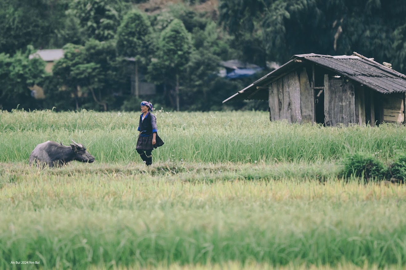 Di chuyển Từ H&agrave; Nội c&oacute; hai hướng l&ecirc;n Y&ecirc;n B&aacute;i. Trước đ&acirc;y du kh&aacute;ch chủ yếu đi đường bộ theo Quốc lộ 32, qua Sơn T&acirc;y, cầu Trung H&agrave;, Thu C&uacute;c (Ph&uacute; Thọ), chiều d&agrave;i qu&atilde;ng đường gần 200 km, thời gian chừng 5 tiếng. Tuyến đường n&agrave;y hiện vẫn được lựa chọn.  Hiện du kh&aacute;ch thường di chuyển theo cao tốc H&agrave; Nội - L&agrave;o Cai, r&uacute;t ngắn khoảng c&aacute;ch c&ograve;n 150 km, thời gian gần 3 tiếng.   Đường v&agrave;o huyện Văn Chấn, nơi c&oacute; x&atilde; T&uacute; Lệ. Ảnh: Cungphuot Tuy nhi&ecirc;n, t&ugrave;y v&agrave;o điểm đến trong tỉnh Y&ecirc;n B&aacute;i v&agrave; mục đ&iacute;ch c&aacute; nh&acirc;n, du kh&aacute;ch chọn đường đi ph&ugrave; hợp. N&ecirc;n tham khảo trước Google Maps hay theo chỉ dẫn của người địa phương hoặc những người th&ocirc;ng thạo chặng đường n&agrave;y.  Khoảng c&aacute;ch giữa c&aacute;c điểm đến nổi tiếng trong tỉnh Y&ecirc;n B&aacute;i: Từ Nghĩa Lộ đến T&uacute; Lệ: 50 km; từ T&uacute; Lệ đến M&ugrave; Cang Chải: 60 km; từ Nghĩa Lộ đến Trạm Tấu: 30 km; từ th&agrave;nh phố Y&ecirc;n B&aacute;i đến Nghĩa Lộ: 75 km.  Du kh&aacute;ch từ c&aacute;c địa phương kh&aacute;c di chuyển đến H&agrave; Nội bằng đường h&agrave;ng kh&ocirc;ng, đường bộ, đường sắt, sau đ&oacute; tham khảo c&aacute;c chặng đường đi như tr&ecirc;n bằng phương tiện: xe c&aacute; nh&acirc;n, xe kh&aacute;ch, xe thu&ecirc; ri&ecirc;ng, taxi.