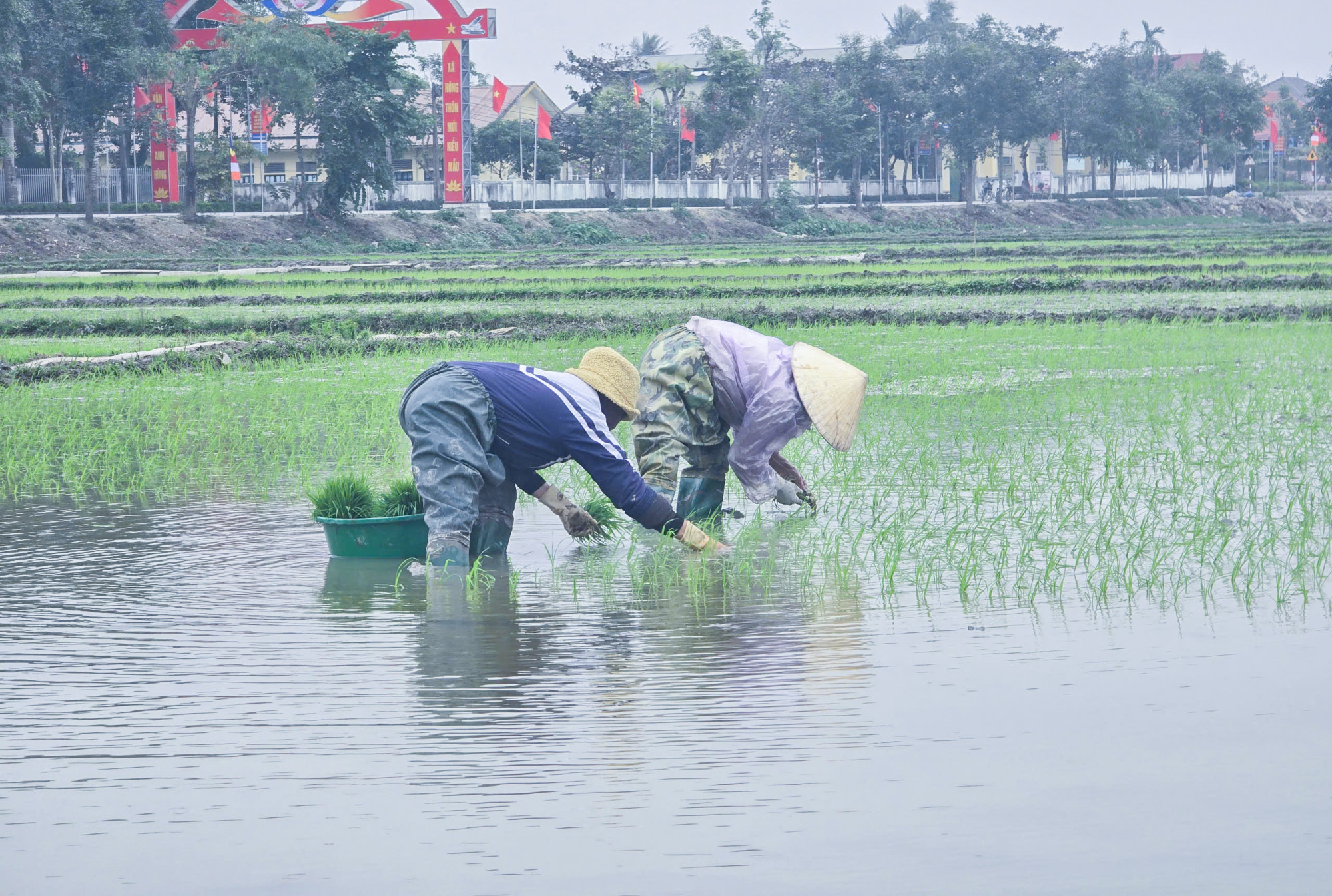 N&ocirc;ng d&acirc;n x&atilde; Quỳnh Đ&ocirc;i mặc &aacute;o mưa, ra đồng cấy l&uacute;a giữa trưa để tr&aacute;nh r&eacute;t: Ảnh: Phan Ngọc