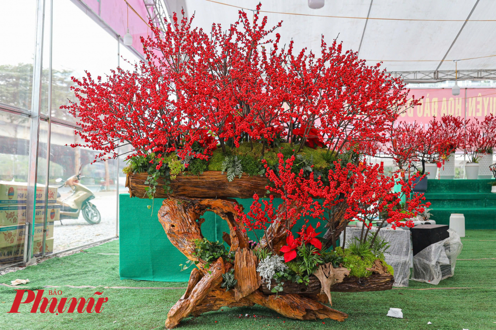 Chủ một gian h&agrave;ng tr&ecirc;n đường Phạm H&ugrave;ng (Nam Từ Li&ecirc;m, H&agrave; Nội) cho biết, những ng&agrave;y qua, gian h&agrave;ng đ&oacute;n nhiều người tới xem v&agrave; t&ograve; m&ograve; kh&ocirc;ng biết đ&acirc;y l&agrave; c&acirc;y giả hay c&acirc;y thật bởi m&agrave;u sắc rất 'si&ecirc;u thực' bắt mắt.