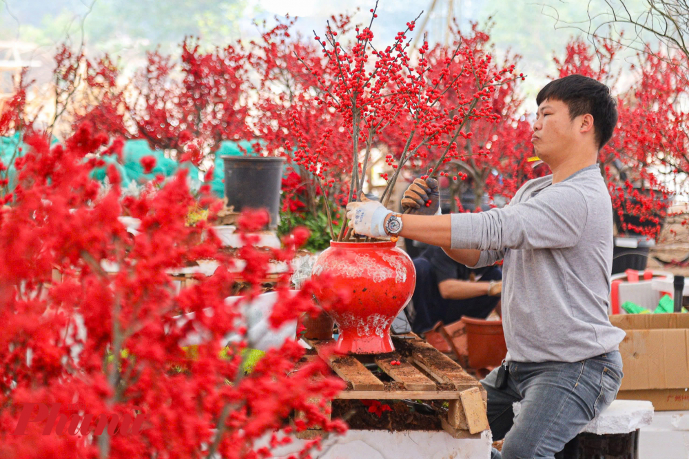 Đ&agrave;o đ&ocirc;ng ph&ugrave; hợp với kh&iacute; hậu Việt Nam, kh&ocirc;ng cần tốn c&ocirc;ng chăm s&oacute;c nhiều. Người chơi chỉ cần tưới nước dạng phun sương đầy đủ, c&acirc;y c&oacute; thể chưng chơi 2-3 th&aacute;ng.