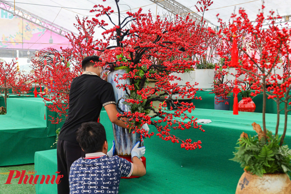 C&acirc;y đ&agrave;o đ&ocirc;ng (t&ecirc;n tiếng Anh l&agrave; Winterberry) được nhiều người y&ecirc;u th&iacute;ch mỗi độ 'Tết đến xu&acirc;n về'. Đ&agrave;o đ&ocirc;ng được b&agrave;y b&aacute;n tr&ecirc;n thị trường l&agrave; loại được nhập khẩu từ H&agrave; Lan, Trung Quốc hoặc Mỹ.