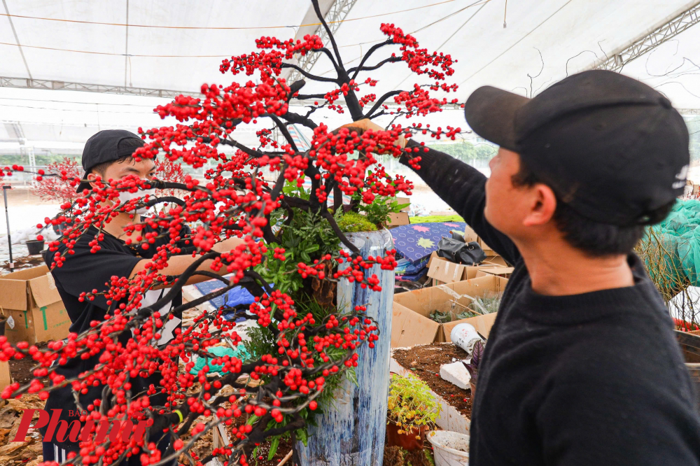 Anh Nguyễn Tiến Mạnh (Cầu Giấy, H&agrave; Nội) cho biết: 'T&ocirc;i cứ tưởng đ&acirc;y l&agrave; c&acirc;y giả, đến gần mới biết l&agrave; c&acirc;y thật. Năm trước, vợ t&ocirc;i c&oacute; mua &iacute;t c&agrave;nh về để trang tr&iacute; tết kh&aacute; l&agrave; hợp v&igrave; nh&agrave; t&ocirc;i l&agrave; nh&agrave; chung cư kh&ocirc;ng gian nhỏ. Đến đ&acirc;y th&igrave; mới biết ho&aacute; ra đ&acirc;y l&agrave; lo&agrave;i c&acirc;y c&oacute; thật, m&agrave;u sắc quả l&ecirc;n m&agrave;u đỏ đều ho&agrave;n hảo, m&agrave;u sắc bắt mắt, ph&ugrave; hợp với ng&agrave;y Tết'.