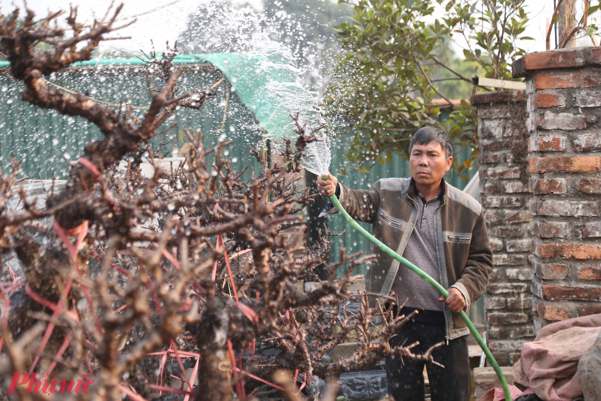 Để đ&agrave;o nở đ&uacute;ng dịp Tết, người trồng đ&agrave;o phải c&oacute; kinh nghiệm v&agrave; c&oacute; những biện ph&aacute;p can thiệp l&agrave; nhiệt độ v&agrave; dinh dưỡng cho c&acirc;y.