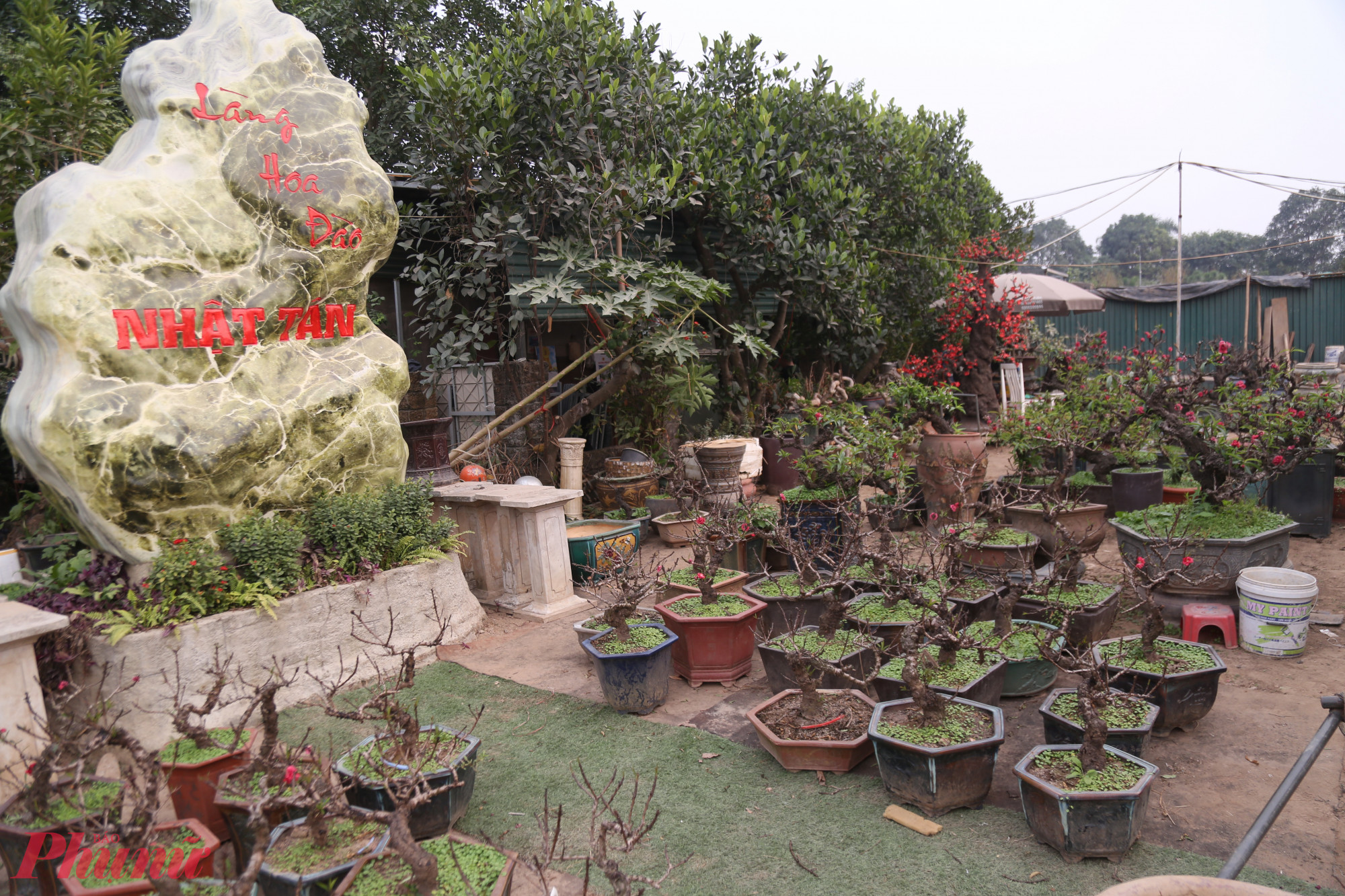 Hộ gia đ&igrave;nh trồng đ&agrave;o thất thốn nh&agrave; &ocirc;ng L&ecirc; H&agrave;m bị thiệt hại khoảng 80% sau khi cơn b&atilde;o Yagi qu&eacute;t qua, thế nhưng với lượng kh&aacute;ch ổn định