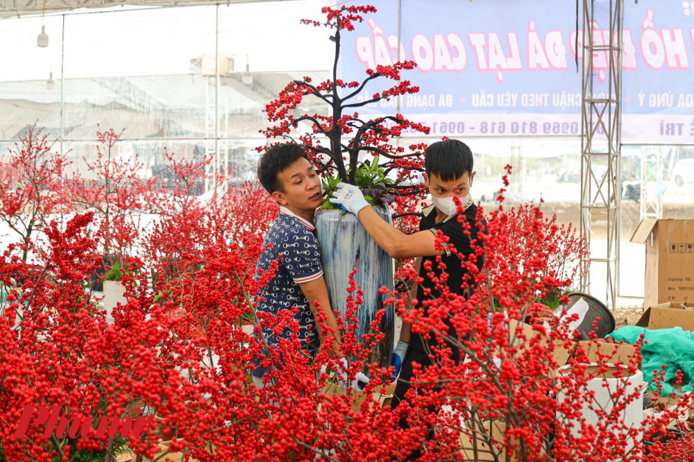 Những năm trước đ&acirc;y, đ&agrave;o đ&ocirc;ng xuất hiện tại Việt Nam đa phần ở dạng c&agrave;nh tươi hoặc kh&ocirc;, hoặc đ&agrave;o đ&ocirc;ng giả. Đ&acirc;y l&agrave; lần đầu ti&ecirc;n, người d&acirc;n Thủ đ&ocirc; được tiếp x&uacute;c với đ&agrave;o đ&ocirc;ng h&agrave;ng xịn.