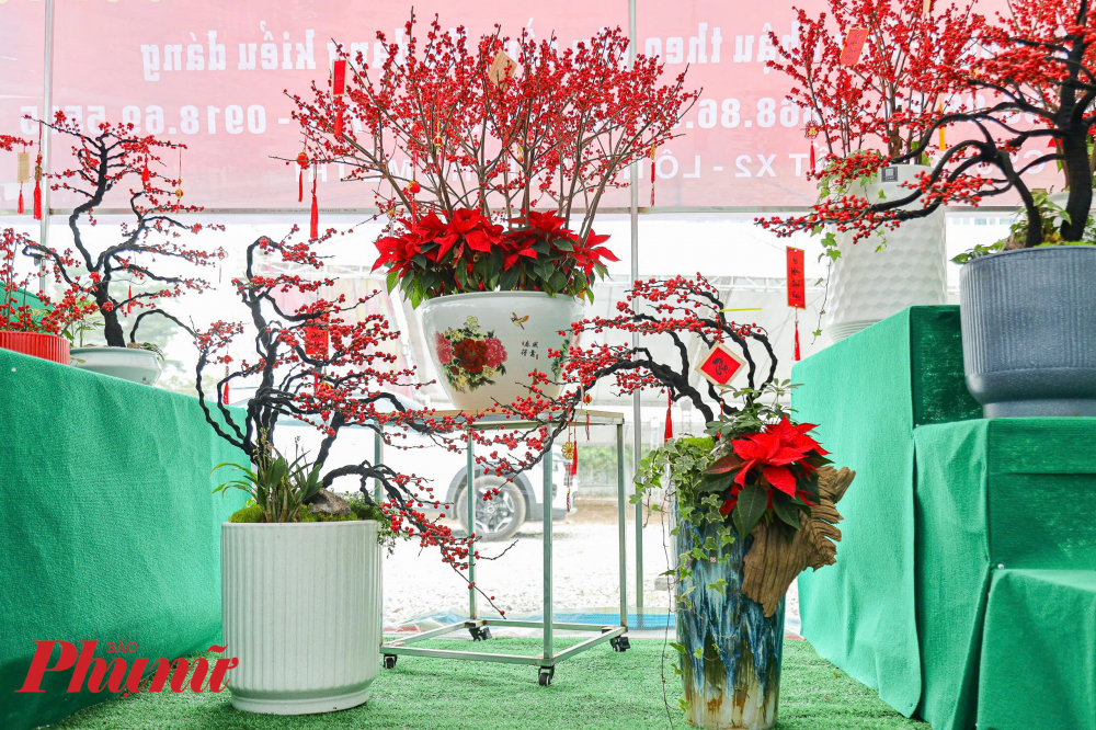 V&agrave;i năm gần đ&acirc;y, b&ecirc;n cạnh những loại đ&agrave;o, mai, mận... nội địa, người d&acirc;n H&agrave; Nội lại y&ecirc;u th&iacute;ch lựa chọn th&ecirc;m một loại c&acirc;y cảnh kh&aacute;c t&ecirc;n l&agrave; đ&agrave;o đ&ocirc;ng để trang tr&iacute; ng&ocirc;i nh&agrave; dịp Tết Nguy&ecirc;n Đ&aacute;n.