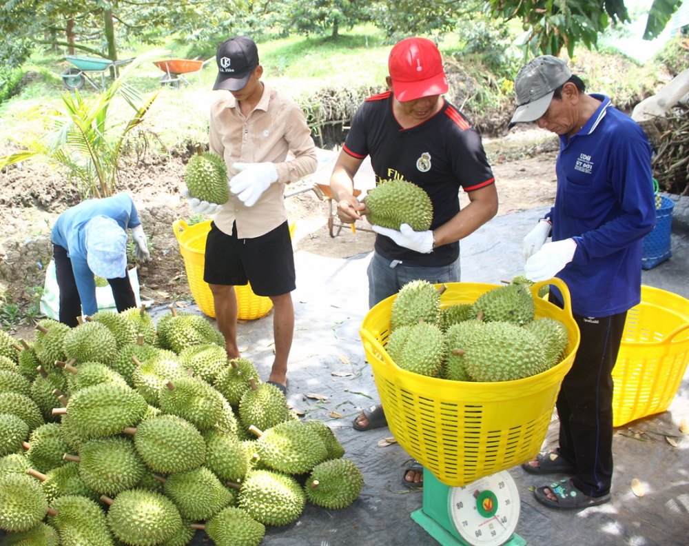 N&ocirc;ng d&acirc;n trồng sầu ri&ecirc;ng ở TP Cần Thơ phấn khởi v&igrave; b&aacute;n được gi&aacute;