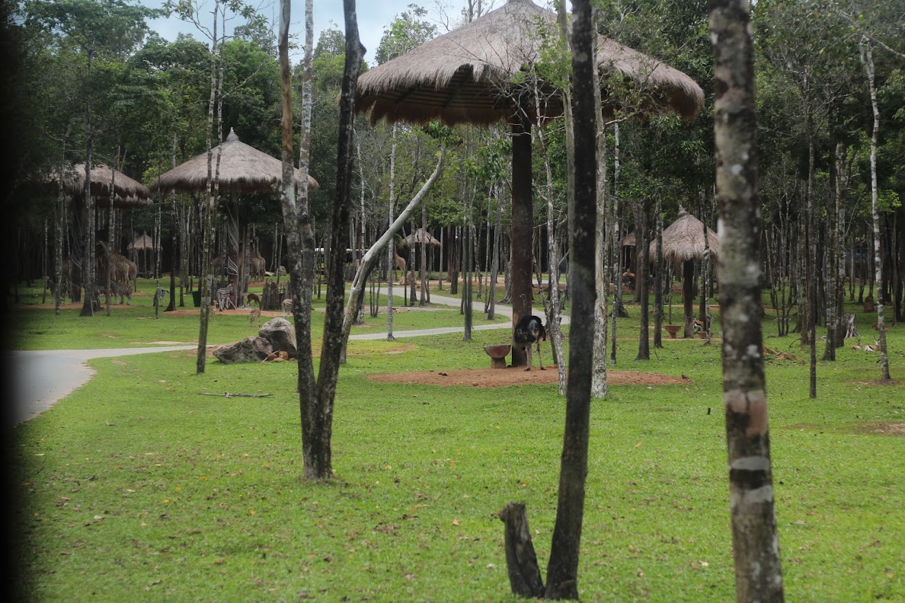 Đ xe bus xem th&uacute; ở Safari Ph&uacute; Quốc - Ảnh: An Huỳnh