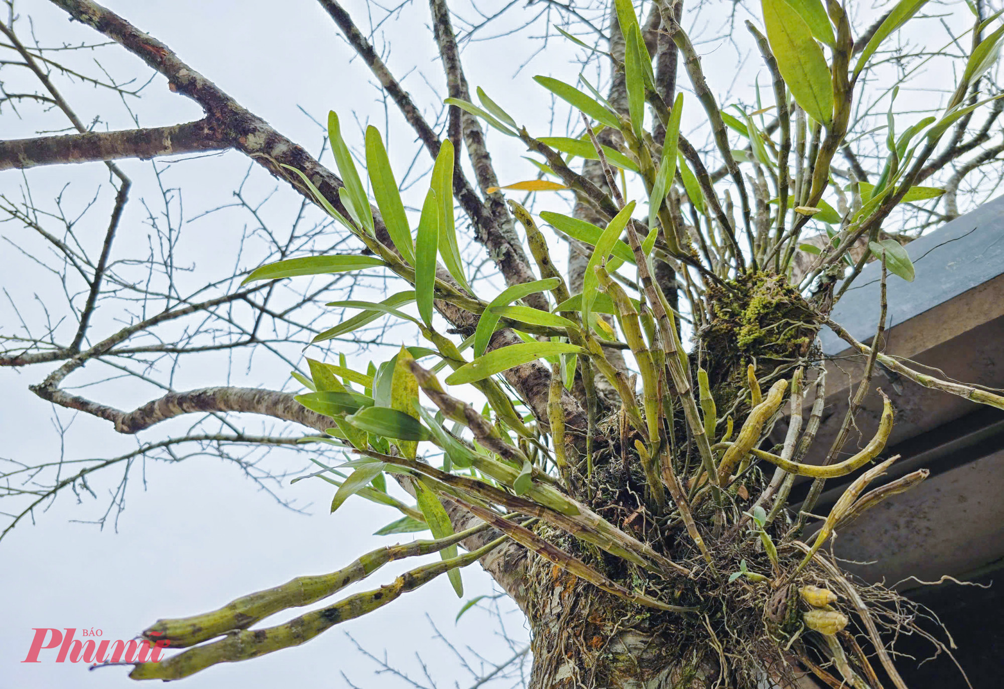 Kh&ocirc;ng chỉ r&ecirc;u mốc, nhiều c&agrave;nh đ&agrave;o c&ograve;n c&oacute; cả lan b&aacute;m tr&ecirc;n c&acirc;y.