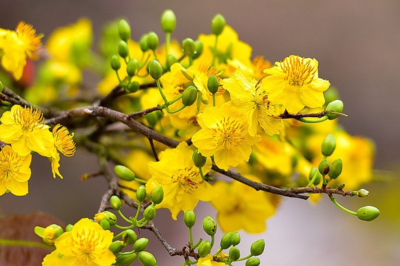 C&acirc;y mai chăm s&oacute;c tốt sẽ cho nụ khỏe, hoa cứng c&aacute;p 