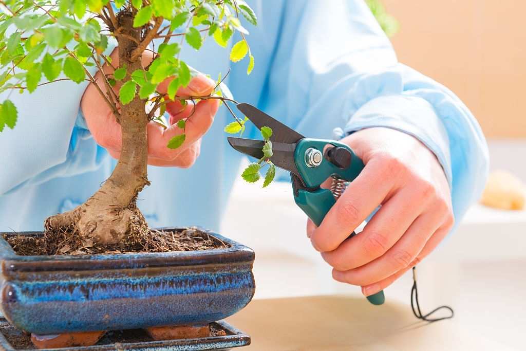Chăm s&oacute;c c&acirc;y cũng l&agrave; niềm vui 