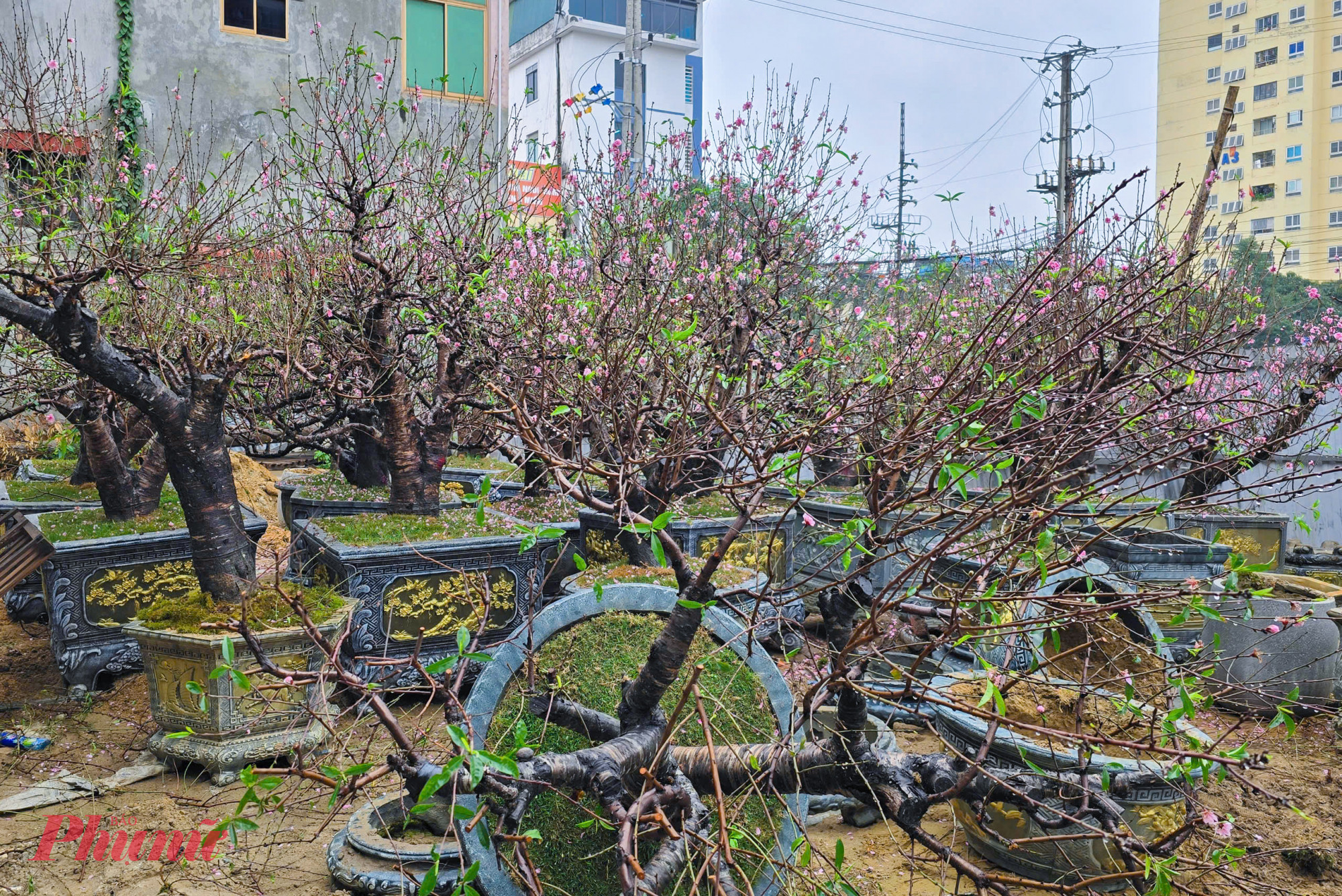 Những gốc đ&agrave;o được b&aacute;n với gi&aacute; h&agrave;ng chục triệu đồng trước tết nay được chất th&agrave;nh đống. Một số người c&ograve;n phải l&agrave;m h&agrave;ng r&agrave;o che chắn tr&aacute;nh bị lấy trộm.