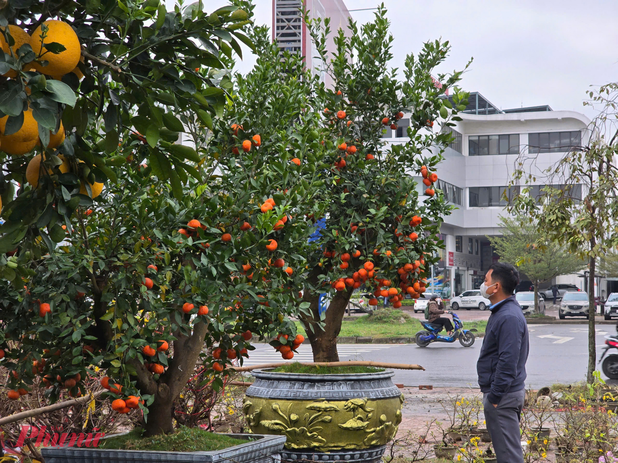 Sau khi tham khảo, anh Nguyễn Văn Hoa (tr&uacute; phường Nghi Ph&uacute;, TP Vinh) quyết định mua c&acirc;y bưởi 6 triệu đồng (giảm hơn 1/3 so với trước tết) để về trồng l&agrave;m cảnh ở nh&agrave; thờ họ. Theo anh, loại bưởi n&agrave;y ph&ugrave; hợp với thời tiết ở Nghệ An, nếu chăm s&oacute;c kỹ vẫn cho quả kh&aacute; nhiều n&ecirc;n rất ph&ugrave; hợp trồng l&agrave;m c&acirc;y cảnh trước nh&agrave;.