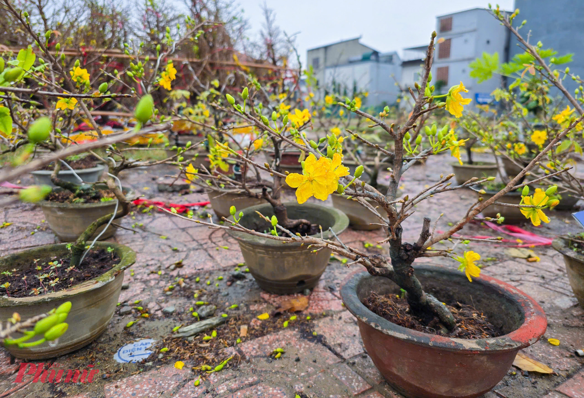 Những c&acirc;y mai bonsai c&oacute; gi&aacute; 150.000-200.000 đồng trước tết nay được b&aacute;n vỉa h&egrave; với gi&aacute; 50.000 đồng.