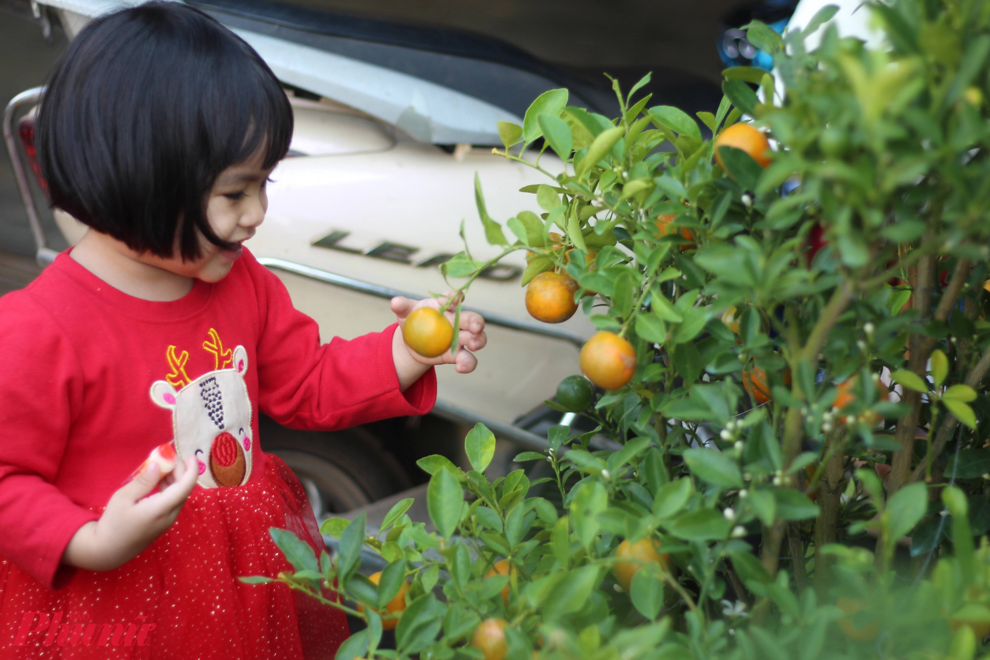 Tấc l&agrave; một trong những loại c&acirc;y mang &yacute; nghĩa may mắn ng&agrave;y tết - &Agrave;nh: Huỳnh Hằng