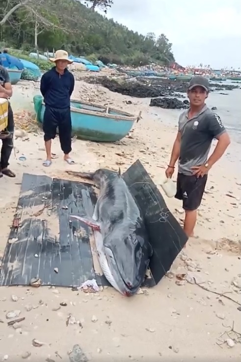 C&aacute; voi được người d&acirc;n cố gắng giải cứu - ảnh A.V