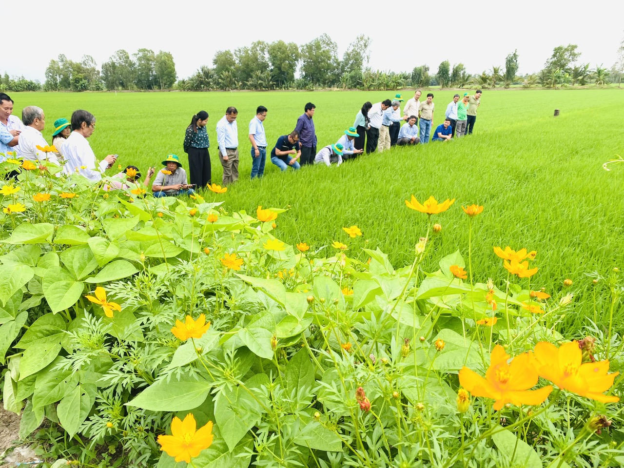 C&aacute;nh đồng l&uacute;a chất lượng cao ở Hậu Giang. Ảnh: Văn Phước