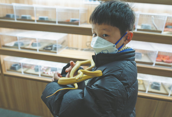 Một cậu b&eacute; thoải m&aacute;i cầm một con rắn ng&ocirc;. [Ảnh của Gao Erqiang/China Daily]
