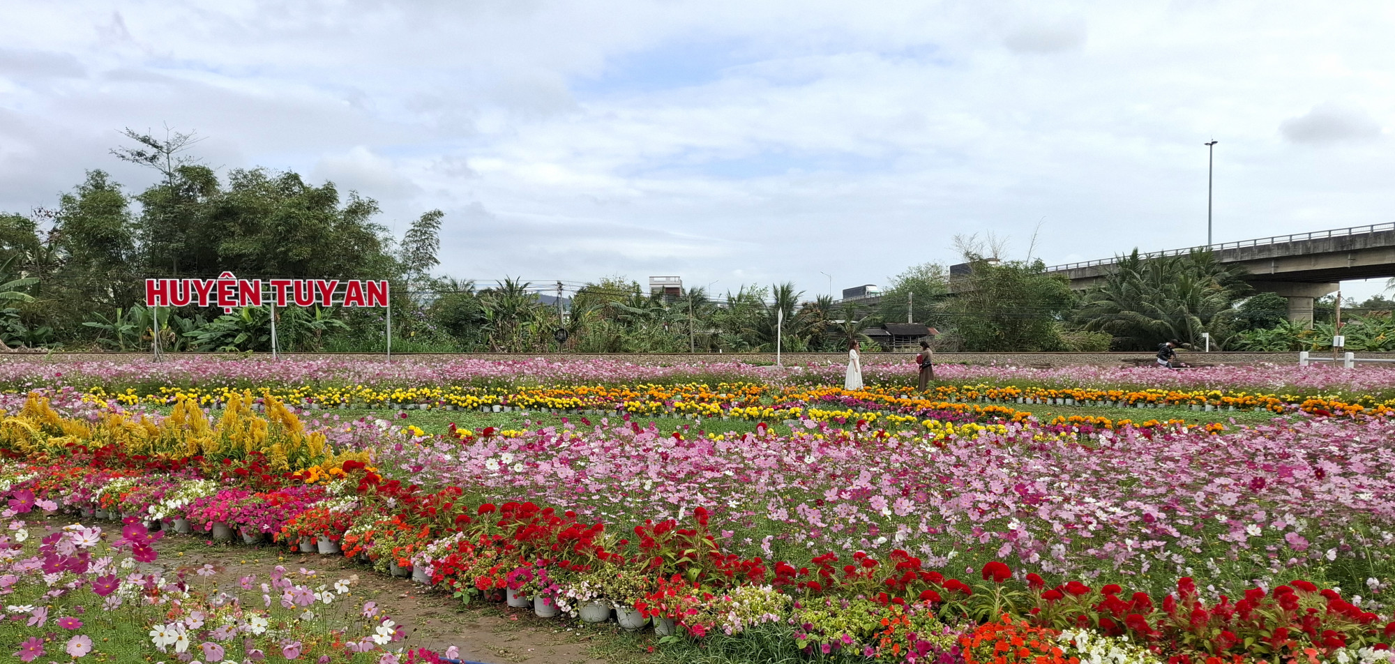 Ng&agrave;y cuối tuần rất nhiều du kh&aacute;ch c&aacute;c nơi đến chụp h&igrave;nh chi&ecirc;m ngưỡng vẻ đẹp rực rỡ của c&aacute;nh đồng hoa bướm nh&aacute;i.