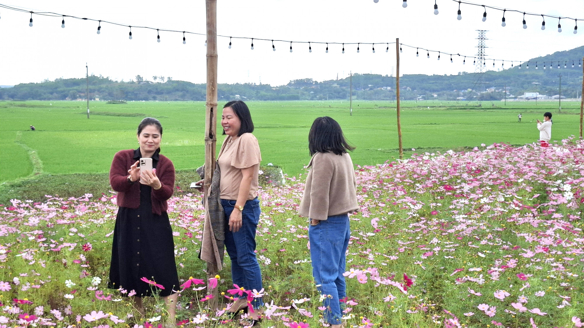 Từ đồng hoa c&aacute;nh bướm nh&aacute;i nh&igrave;n ra view ruộng