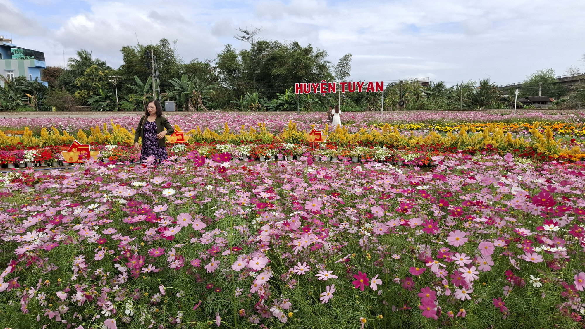 Hoa nở v&agrave;o dịp tết Nguy&ecirc;n đ&aacute;n Ất Tỵ, rực rỡ đến Rằm th&aacute;ng Gi&ecirc;ng. C&aacute;nh đồng hoa bướm nh&aacute;i &ldquo;l&agrave;m đẹp&rdquo; huyện Tuy An