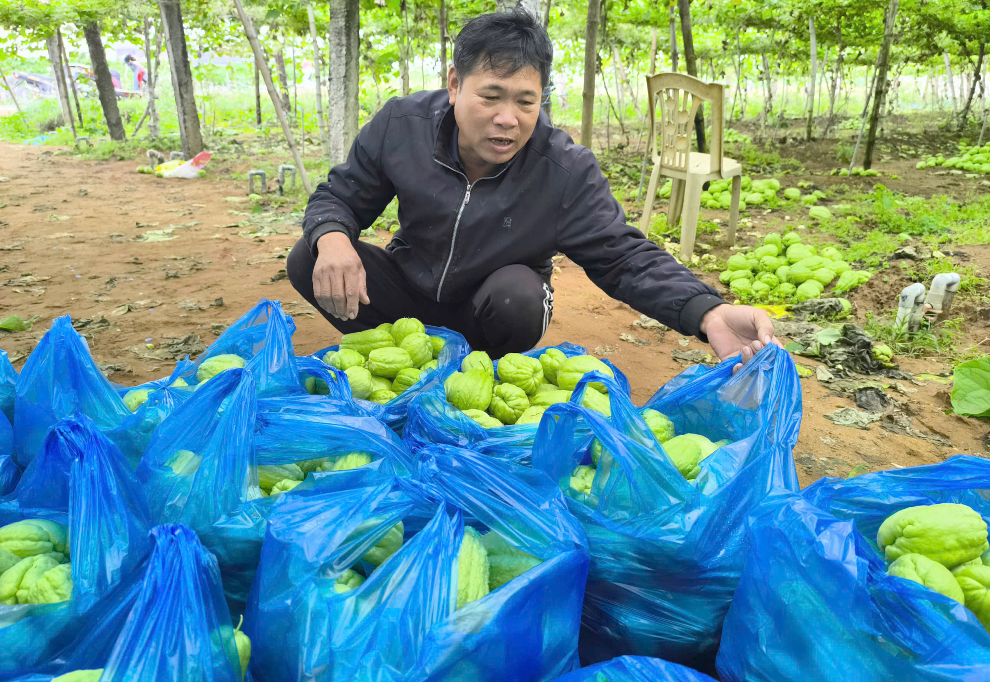 Người d&acirc;n thu hoạch su su sau khi gi&aacute; bắt đầu nhỉnh l&ecirc;n 500 đồng/kg - Ảnh: Ho&agrave;ng Oanh