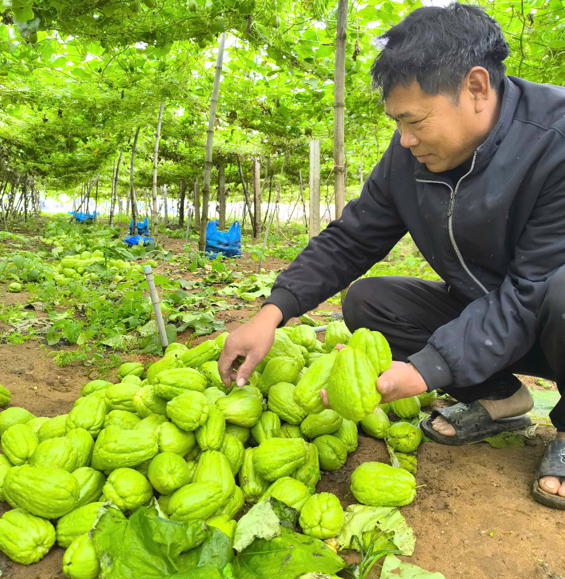 Su su cũng giảm mạnh từ 5.000 đồng/kg xuống c&ograve;n 500 đồng/kg - Ảnh: Ho&agrave;ng Oanh