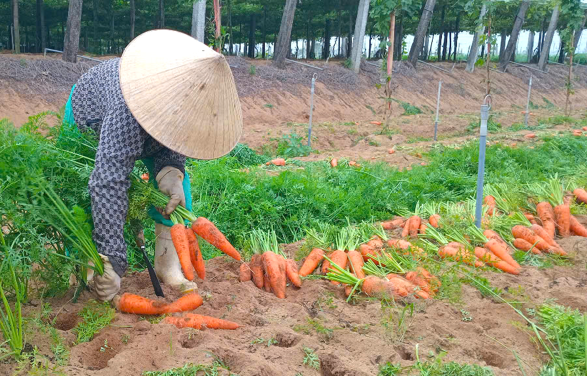 Sau tết, gi&aacute; c&agrave; rốt giảm từ 12.000 đồng/kg xuống c&ograve;n 3.000 đồng/kg - Ảnh: Ho&agrave;ng Oanh