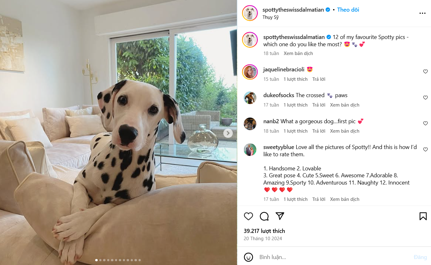 &ldquo;Spotty the Dalmatian&rdquo; l&agrave; một c&ocirc; ch&oacute; đốm được huấn luyện nghiệp vụ v&agrave; c&oacute; chứng chỉ hỗ trợ chủ nh&acirc;n
