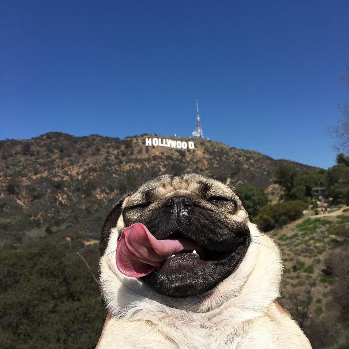 Doug - ch&uacute; ch&oacute; pug nổi tiếng tại Hollywood -:Ảnh: ITSDOUGTHEPUG/INSTAGRAM