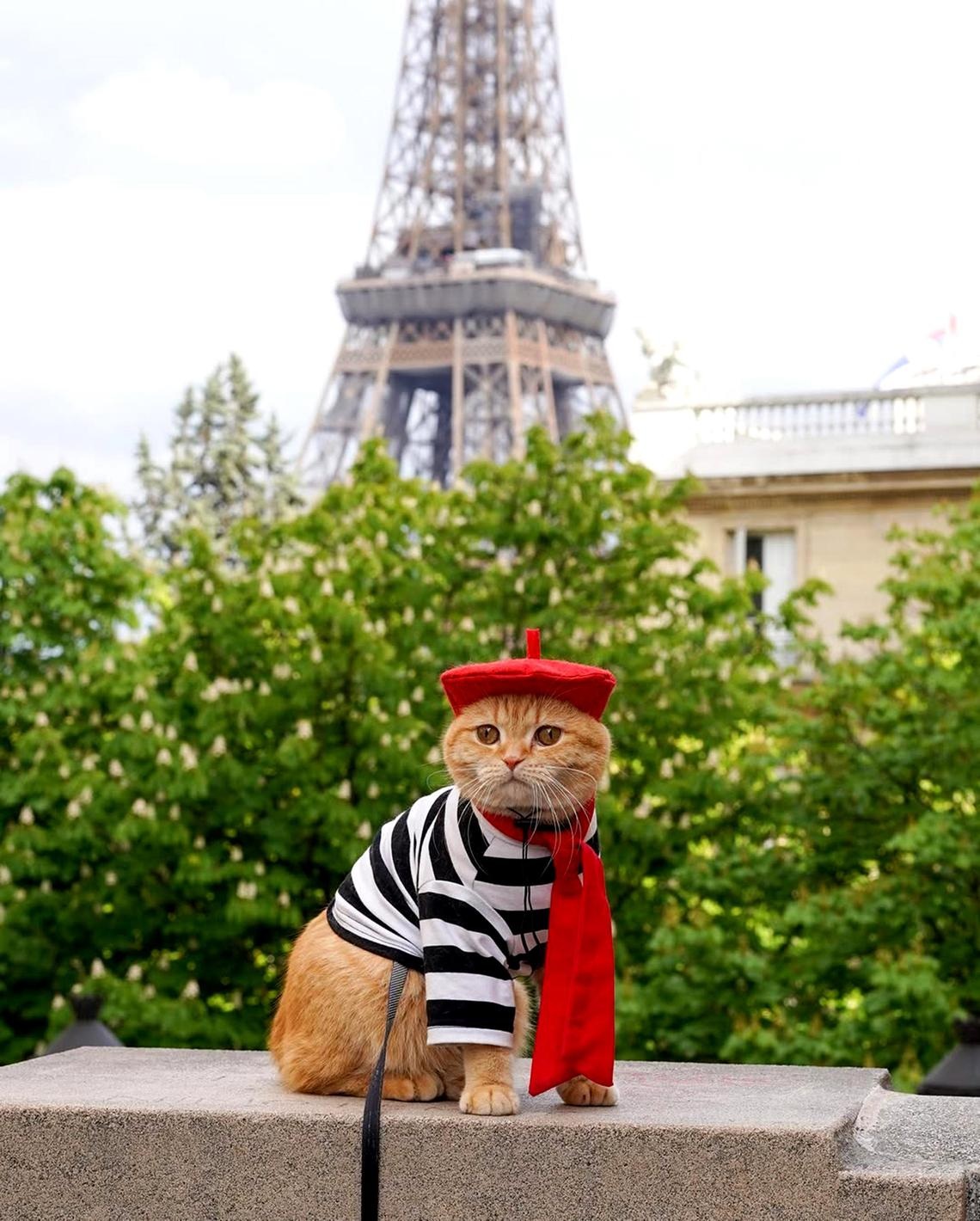 Sponge Cake trong chuyến đi đến Paris, Ph&aacute;p - Ảnh: SPONGECAKE_THESCOTTISHFOLD/INSTAGRAM