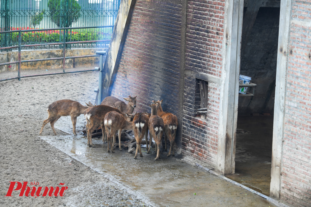 Ngay khi c&oacute; th&ocirc;ng tin dự b&aacute;o thời tiết về đợt r&eacute;t đậm, Vườn th&uacute; đ&atilde; chủ động l&ecirc;n kế hoạch v&agrave; triển khai c&aacute;c biện ph&aacute;p ph&ograve;ng chống r&eacute;t. 