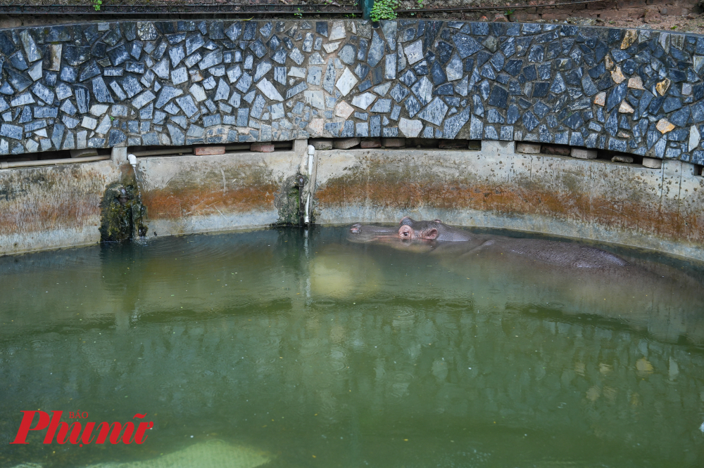 Đại diện Vườn th&uacute; H&agrave; Nội cho biết, phương &aacute;n chống r&eacute;t cho c&aacute;c con th&uacute; tại đ&acirc;y l&agrave; kế hoạch h&agrave;ng năm v&agrave; sẽ lu&ocirc;n thực hiện như vậy mỗi khi nhiệt độ xuống thấp. Tuy nhi&ecirc;n, năm nay Vườn th&uacute; đ&oacute;n th&ecirc;m th&agrave;nh vi&ecirc;n mới l&agrave; ch&uacute; H&agrave; m&atilde; con n&ecirc;n cũng c&oacute; c&aacute;c phương &aacute;n chăm s&oacute;c đặc biệt hơn tại khu chuồng h&agrave; m&atilde;.