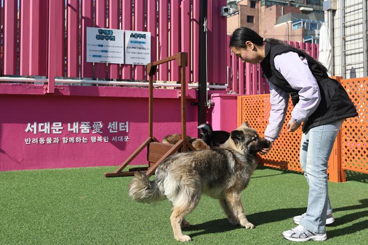 Một vi&ecirc;n chức của Văn ph&ograve;ng Quận Seodaemun ở Seoul đang chăm s&oacute;c một ch&uacute; ch&oacute; do chủ tạm thời bỏ lại tại trung t&acirc;m chăm s&oacute;c th&uacute; cưng của văn ph&ograve;ng ở quận n&agrave;y