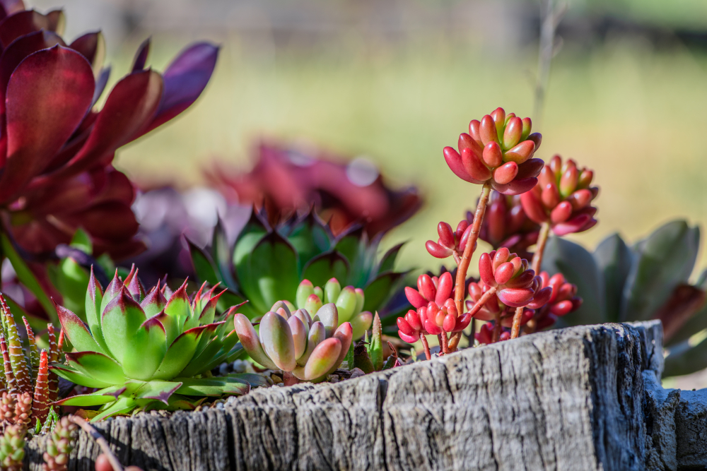 C&acirc;y xương rồng v&agrave; sen đ&aacute; (Succulents & Cacti) - Đ&acirc;y l&agrave; lựa chọn ho&agrave;n hảo cho những ai hay qu&ecirc;n tưới nước. C&acirc;y nha đam (aloe vera) trong nh&oacute;m n&agrave;y c&ograve;n c&oacute; đặc t&iacute;nh chữa l&agrave;nh vết thương v&agrave; bỏng. Tuy nhi&ecirc;n, cần d&ugrave;ng đất tho&aacute;t nước tốt v&agrave; đừng tưới qu&aacute; nhiều v&igrave; qu&aacute; nhiều nước sẽ l&agrave;m ch&uacute;ng chết.