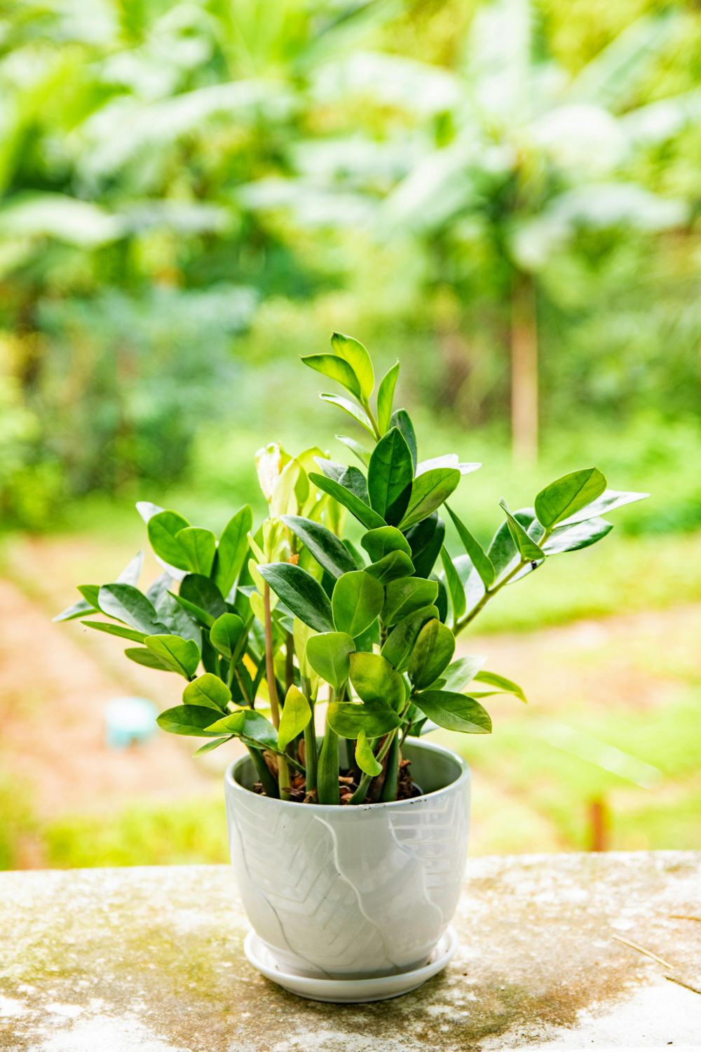 C&acirc;y kim tiền - C&acirc;y kim tiền cần khoảng 6 giờ &aacute;nh s&aacute;ng gi&aacute;n tiếp mỗi ng&agrave;y v&agrave; tưới 2-3 tuần 1 lần. Tuy nhi&ecirc;n, bạn n&ecirc;n để xa trẻ nhỏ v&agrave; vật nu&ocirc;i v&igrave; l&aacute; của n&oacute; c&oacute; thể g&acirc;y độc nếu ăn phải.