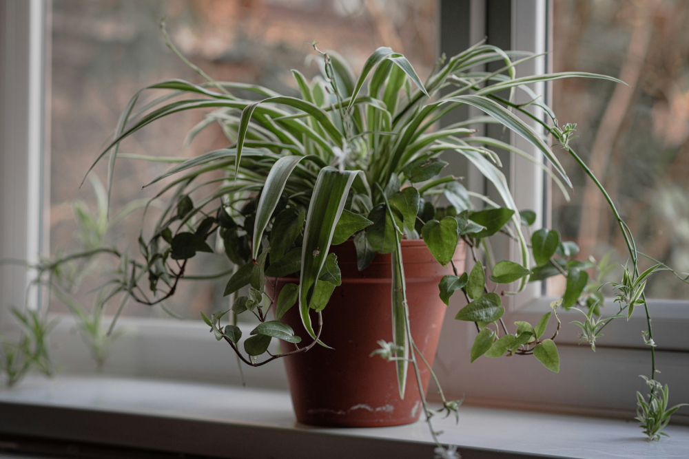 C&acirc;y d&acirc;y nhện (Spider Plant) - C&acirc;y d&acirc;y nhện (t&ecirc;n khoa học Chlorophytum comosum) rất dễ sống, &ldquo;c&oacute; thể sống s&oacute;t cả khi bị l&atilde;ng qu&ecirc;n&rdquo;. Ch&uacute;ng c&oacute; thể sống trong điều kiện &aacute;nh s&aacute;ng yếu v&agrave; th&iacute;ch hợp để treo hoặc để tr&ecirc;n gi&aacute;. C&aacute;c c&acirc;y con (gọi l&agrave; &ldquo;pups&rdquo;) mọc ra từ c&acirc;y mẹ c&oacute; thể dễ d&agrave;ng t&aacute;ch ra v&agrave; trồng ri&ecirc;ng.