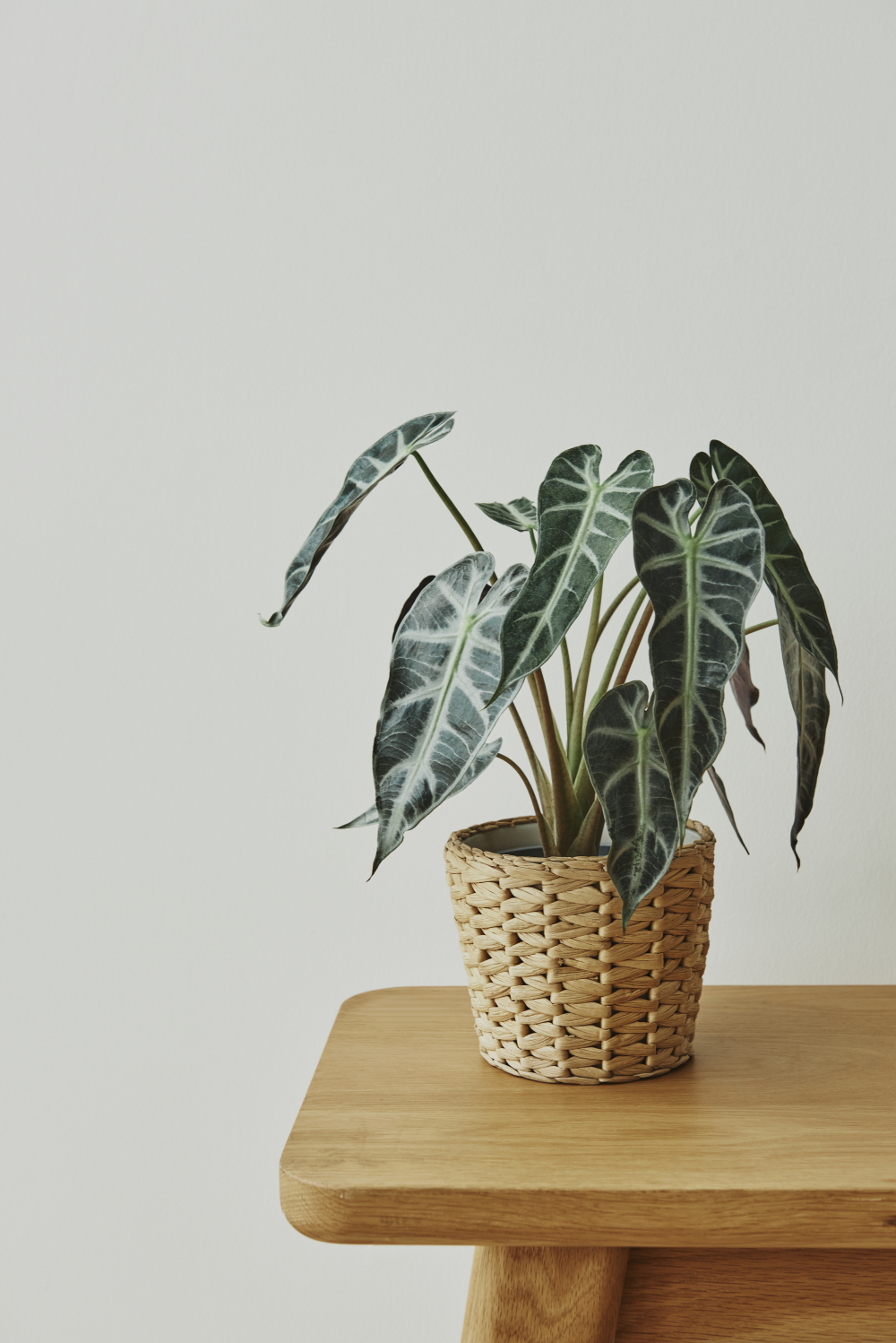 C&acirc;y tai voi (Elephant Ear) - C&acirc;y tai voi cần nhiều nước v&agrave; kh&ocirc;ng gian v&igrave; c&oacute; thể ph&aacute;t triển rất lớn. Tuy nhi&ecirc;n, l&aacute; c&acirc;y c&oacute; thể g&acirc;y phồng rộp miệng, buồn n&ocirc;n v&agrave; sưng lưỡi, miệng v&agrave; mắt nếu ăn phải.