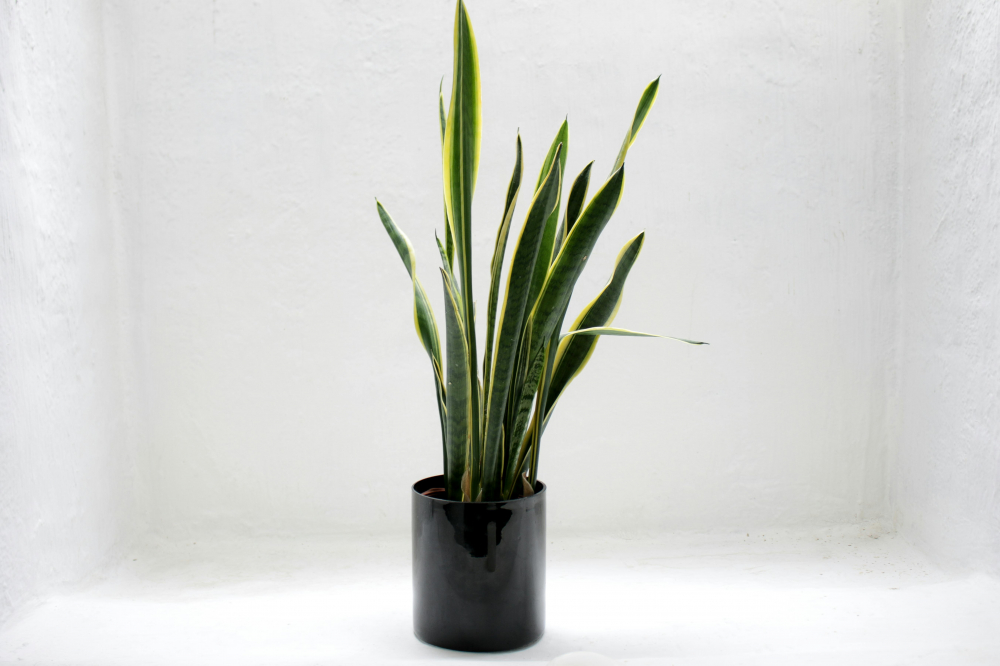 C&acirc;y lưỡi hổ (Snake Plant) - C&acirc;y lưỡi hổ c&oacute; l&aacute; mọc thẳng đứng, rất dễ chăm s&oacute;c. Chỉ cần tưới khi đất kh&ocirc;, ch&uacute;ng c&oacute; thể sống ở bất kỳ m&ocirc;i trường &aacute;nh s&aacute;ng n&agrave;o v&agrave; gần như kh&ocirc;ng cần chăm s&oacute;c thường xuy&ecirc;n. Tuy nhi&ecirc;n, ch&uacute;ng cũng độc đối với vật nu&ocirc;i.