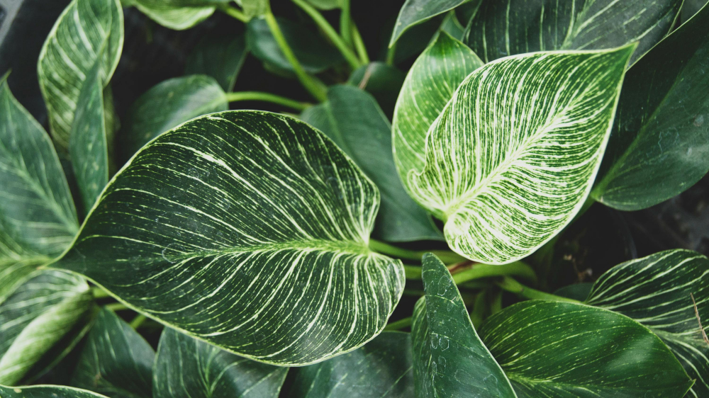 Trầu b&agrave; Philodendron - Trầu b&agrave; Philodendron rất dễ trồng, c&oacute; thể sống tốt trong nh&agrave; nếu được cung cấp đủ &aacute;nh s&aacute;ng gi&aacute;n tiếp v&agrave; nước. Ch&uacute;ng ph&aacute;t triển tốt ở nhiệt độ trong nh&agrave; th&ocirc;ng thường. C&oacute; rất nhiều giống kh&aacute;c nhau để lựa chọn như birkin, heartleaf, imperial green... Đ&acirc;y l&agrave; loại c&acirc;y l&yacute; tưởng cho người mới bắt đầu.
