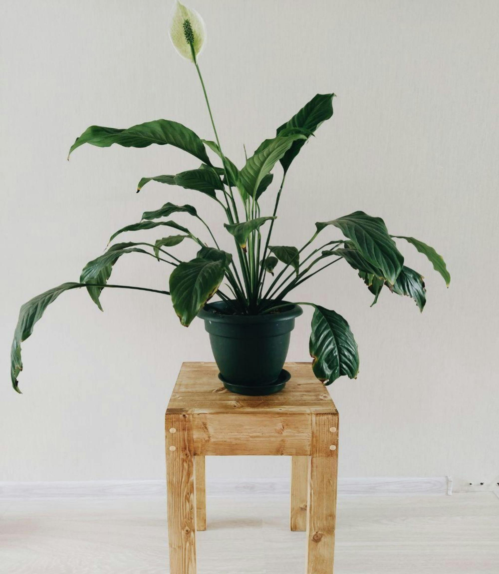 C&acirc;y lan &yacute; (Peace Lily) - Lan &yacute; dễ chăm s&oacute;c v&agrave; ph&ugrave; hợp với kh&ocirc;ng gian &iacute;t s&aacute;ng. Ch&uacute;ng b&aacute;o hiệu cần nước bằng c&aacute;ch h&eacute;o nhẹ. C&acirc;y c&oacute; thể sống nhiều năm v&agrave; nở hoa trắng thường xuy&ecirc;n. Tuy nhi&ecirc;n, nếu trẻ nhỏ v&agrave; vật nu&ocirc;i ăn phải, c&oacute; thể bị n&ocirc;n mửa hoặc sưng lưỡi.