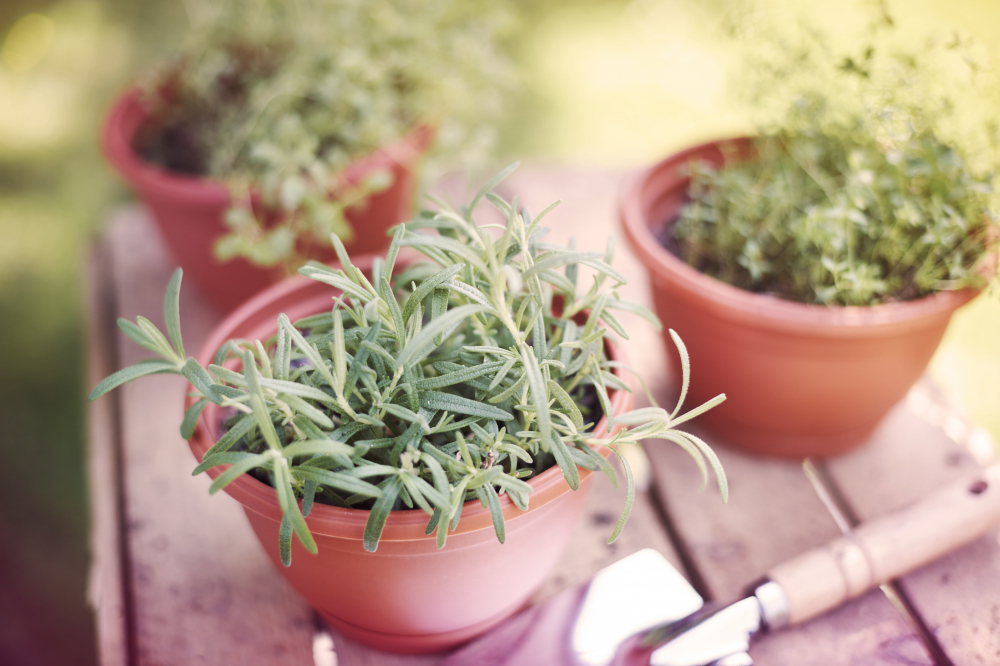 C&aacute;c loại thảo mộc (Herbs) - Những chậu thảo mộc nhỏ như h&uacute;ng quế, ng&ograve; t&acirc;y, hương thảo hay bạc h&agrave; kh&ocirc;ng chỉ gi&uacute;p gian bếp th&ecirc;m xanh m&aacute;t m&agrave; c&ograve;n g&oacute;p phần v&agrave;o lối sống l&agrave;nh mạnh. Một số loại như hoa c&uacute;c v&agrave; oải hương c&ograve;n c&oacute; t&aacute;c dụng giảm lo &acirc;u. Khi được sử dụng l&agrave;m tr&agrave; hoặc gia vị, c&aacute;c loại thảo mộc n&agrave;y cung cấp vitamin, kho&aacute;ng chất v&agrave; chất chống &ocirc; xy h&oacute;a tốt cho sức khỏe - Ảnh: Freepik