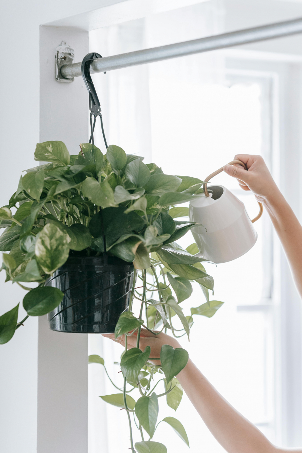 C&acirc;y trầu b&agrave; (Pothos) - Trầu b&agrave; c&oacute; l&aacute; h&igrave;nh tr&aacute;i tim, m&agrave;u xanh hoặc pha v&agrave;ng. Ch&uacute;ng rất dễ trồng, chỉ cần &aacute;nh s&aacute;ng gi&aacute;n tiếp v&agrave; kh&ocirc;ng cần tưới nước thường xuy&ecirc;n. Với h&igrave;nh d&aacute;ng đẹp v&agrave; dễ sống, ch&uacute;ng mang lại cảm gi&aacute;c thư gi&atilde;n v&agrave; gần gũi với thi&ecirc;n nhi&ecirc;n.