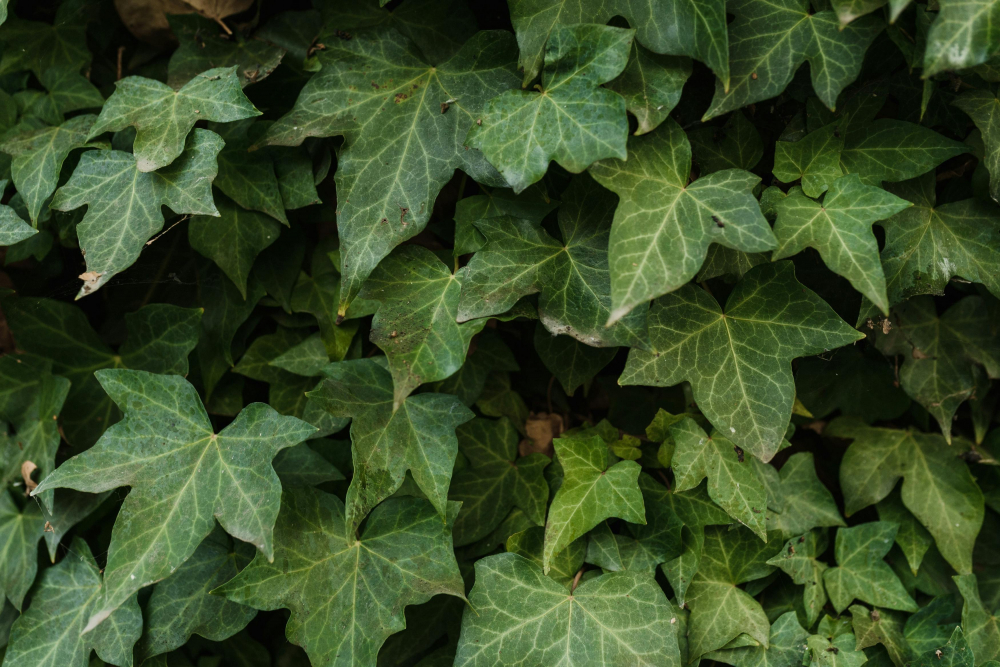 C&acirc;y thường xu&acirc;n (English Ivy) - C&acirc;y thường xu&acirc;n c&oacute; thể trồng trong nh&agrave; hoặc ngo&agrave;i trời, đặc biệt th&iacute;ch hợp trong chậu treo hoặc để leo l&ecirc;n gi&agrave;n. Ch&uacute;ng ph&aacute;t triển tốt dưới &aacute;nh s&aacute;ng trực tiếp v&agrave; cần tưới kỹ khi đất kh&ocirc;.