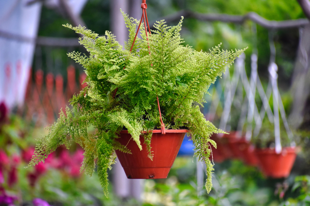 C&acirc;y dương xỉ (Ferns) - Dương xỉ trồng trong chậu treo hoặc tr&ecirc;n gi&aacute; sẽ rất đẹp. Ch&uacute;ng cần &aacute;nh s&aacute;ng vừa v&agrave; đất lu&ocirc;n ẩm, n&ecirc;n sẽ đ&ograve;i hỏi bạn chăm s&oacute;c nhiều hơn một ch&uacute;t.