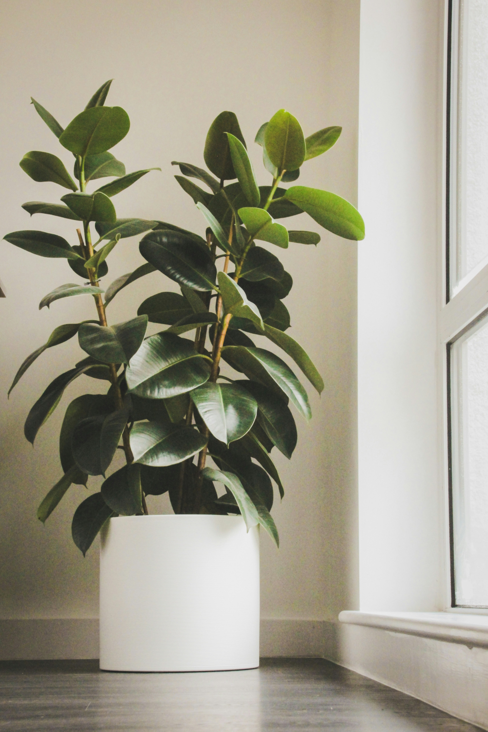 C&acirc;y cao su (Rubber Plant) - C&acirc;y cao su (Ficus elastica) trồng trong nh&agrave; rất đẹp v&agrave; dễ sống. Ch&uacute;ng chỉ cần tưới mỗi tuần 1 lần. C&acirc;y n&agrave;y cũng độc nếu ăn phải, n&ecirc;n cần đặt ở nơi trẻ em v&agrave; th&uacute; cưng kh&ocirc;ng với tới.