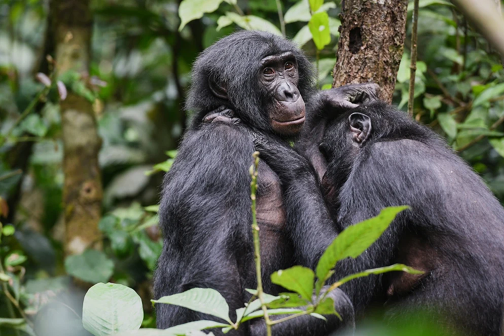 Một con bonobo c&aacute;i đang chải l&ocirc;ng cho con kh&aacute;c ở Congo &mdash; Ảnh: Martin Surbeck