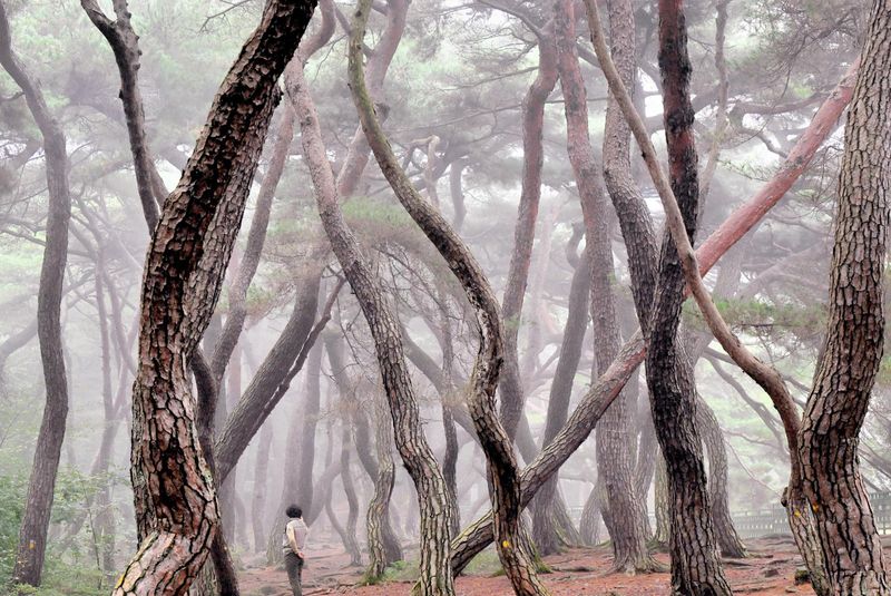 Sương m&ugrave; buổi s&aacute;ng bao phủ một khu rừng th&ocirc;ng gần lăng mộ ho&agrave;ng gia Samneung ở Gyeongju, tỉnh Gyeongsang Bắc, ng&agrave;y 1 th&aacute;ng 11 năm 2024. Ảnh của Korea Times