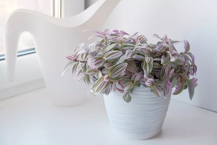 Nếu bạn th&iacute;ch th&oacute;i quen rủ xuống của c&acirc;y tradescantia xanh v&agrave; bạc hoặc xanh v&agrave; t&iacute;m, Tradescantia Nanouk c&oacute; l&aacute; xanh với sọc kem v&agrave; hồng với mặt dưới m&agrave;u t&iacute;m. Cắt một th&acirc;n c&acirc;y b&ecirc;n dưới một nốt sần v&agrave; n&oacute; sẽ mọc rễ trong một cốc nước để tạo th&agrave;nh một c&acirc;y mới.